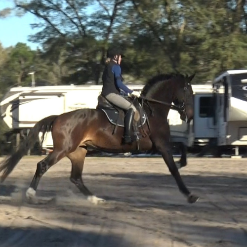 Young Dressage horses for sale - Five Phases Farm - Pauletta