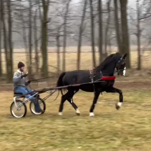 2015 Dutch harness horse for sale - Five Phases Farm - Durango