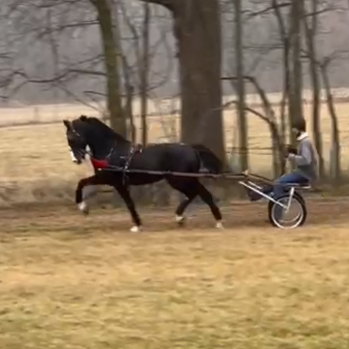 Dutch harness horses for sale - Five Phases Farm - Durango