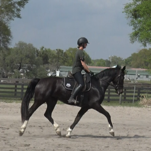 Young dressage horses for sale in Florida - Five Phases Farm