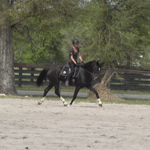 Young dressage horses for sale in Pennsylvania - Five Phases Farm - Orleen
