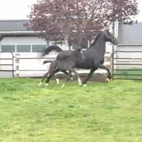 Dressage foals for sale - Five Phases Farm