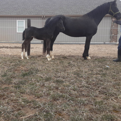 Dressage horses for sale - Tioline - Five Phases Farm.