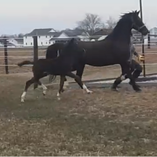 Dressage horses for sale in Indiana - Tioline - Five Phases Farm