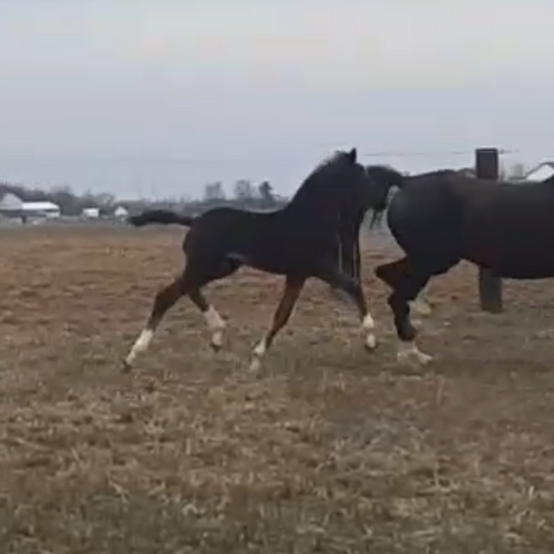 Dressage prospects for sale in Indiana - Tioline - Five Phases Farm