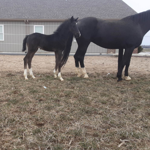 Young dressage horses for sale in Indiana - Tioline - Five Phases Farm
