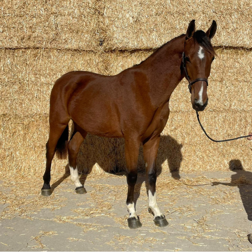 2021 KWPN Dutch harness Filly for sale in Indiana - Five Phases Farm - Raaffiti