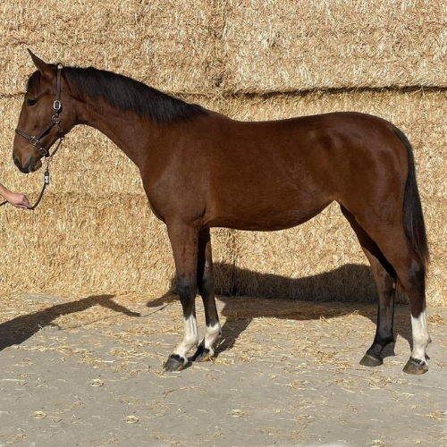 2021 KWPN Filly for sale in Indiana - Five Phases Farm - Raaffiti_InPixio