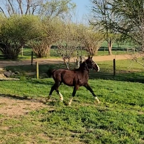 Dressage prospects for sale - Five Phases Farm - Skywalker