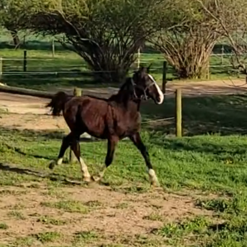 Dutch harness breeders - Five Phases Farm - Skywalker