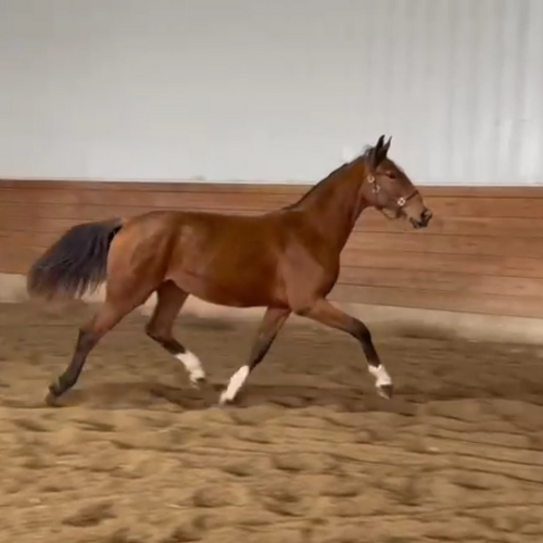 Dutch harness horses for sale - Five Phases Farm - Raaffiti
