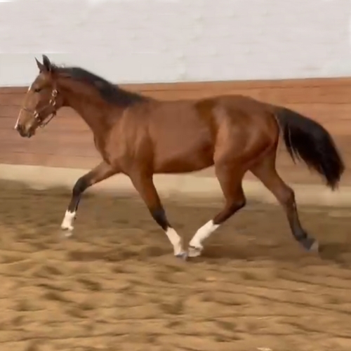 Dutch harness horses for sale in Florida - Five Phases Farm - Raaffiti
