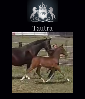 2023 KWPN Filly Tautra