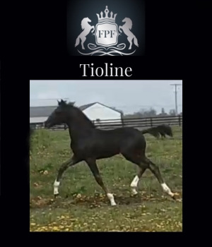 2023 KWPN Filly Tioline._InPixio