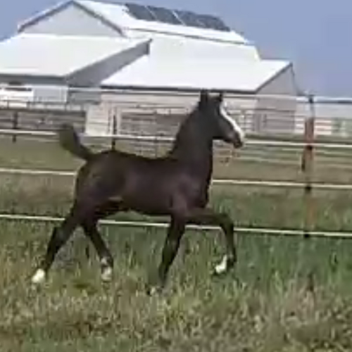 Dressage foals for sale - Five Phases Farm - Tatcha