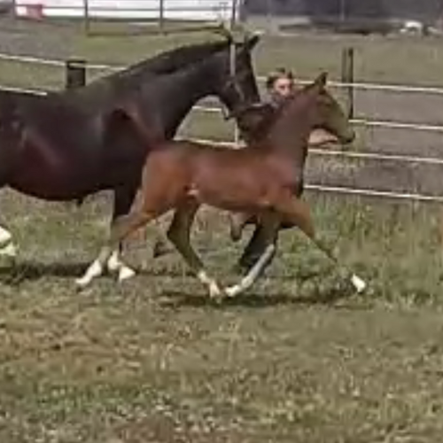 Dressage foals for sale - Five Phases Farm - Tautra