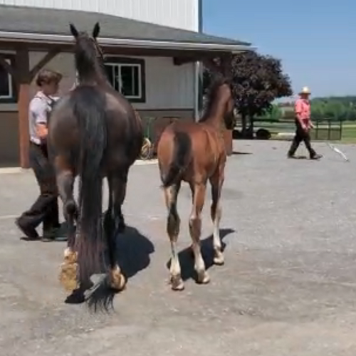 Dressage foals for sale - Five Phases Farm - Toronto