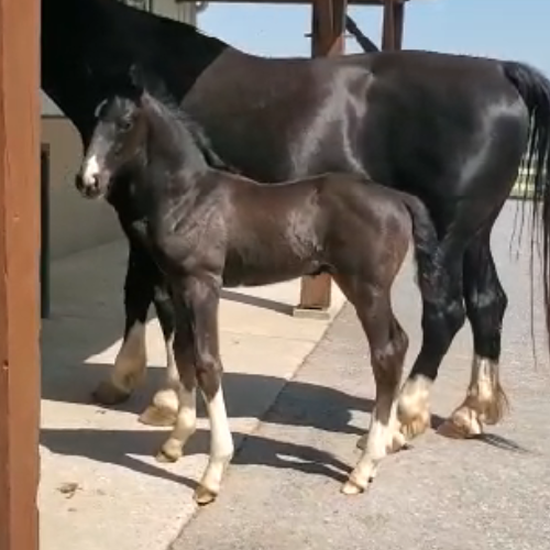 Dressage foals for sale - Five Phases Farm - Tyler