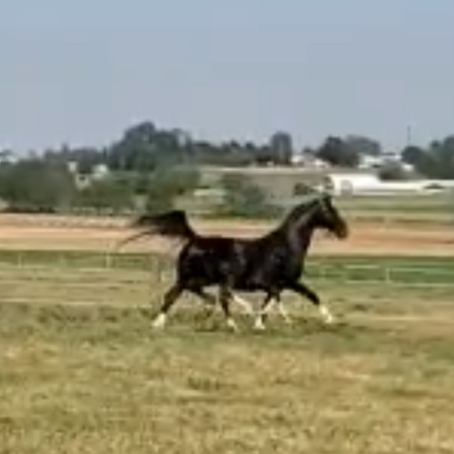 Dressage foals for sale IN pa - Five Phases Farm - Tyler