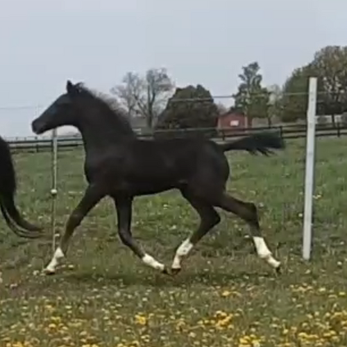 Dressage foals for sale by Gaudi SSF - Five Phases Farm - Tioline