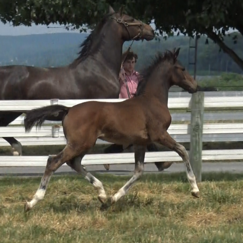 Dressage foals for sale by Gaudi SSF- Five Phases Farm - Toronto