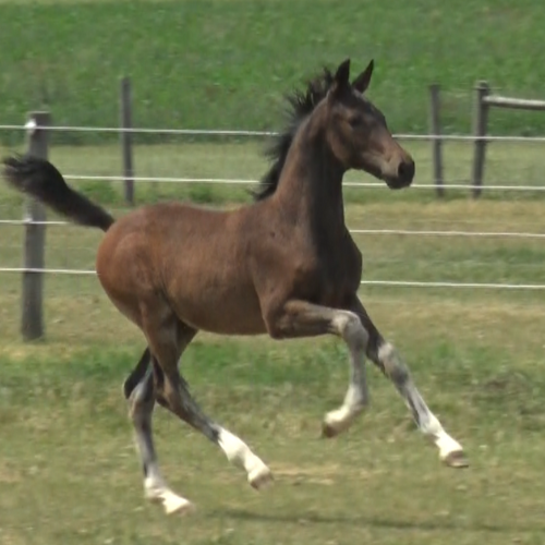Dressage foals for sale by Gaudi SSF - Five Phases Farm - Toronto