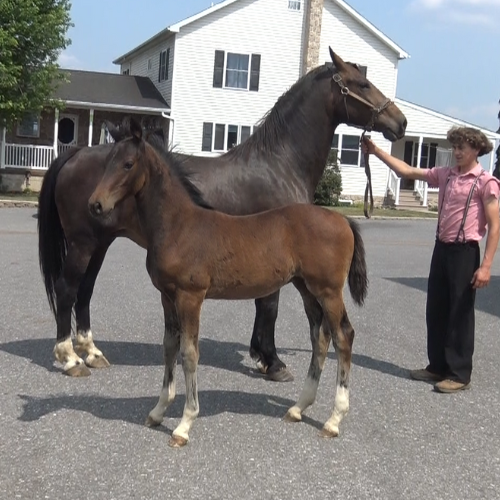 Dressage foals for sale in PA - Five Phases Farm - Toronto