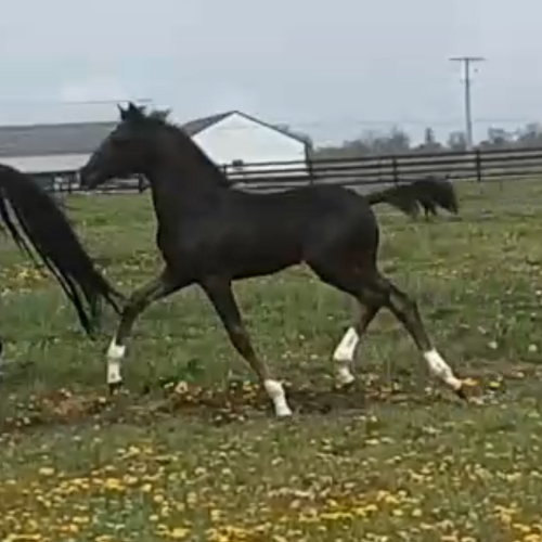 Dressage horses for sale - Five Phases Farm - Tioline