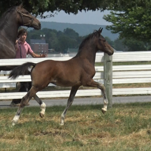 Dutch foals for sale - Five Phases Farm - Toronto