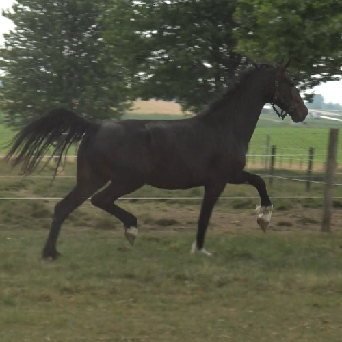 Dutch harness horses for sale - Five Phases Farm - Regina