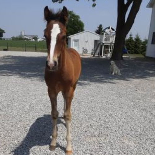 Jumper, Eventing or dressage horses for sale in Indiana - Timberlake - Five Phases Farm