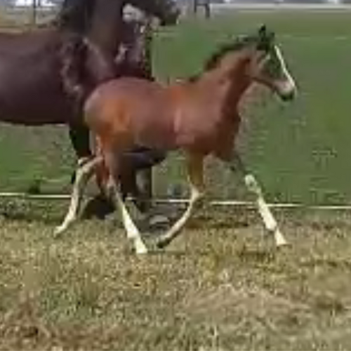 Jumper colt for sale by Imothep (Indoctro) - Timberlake - Five Phases Farm.