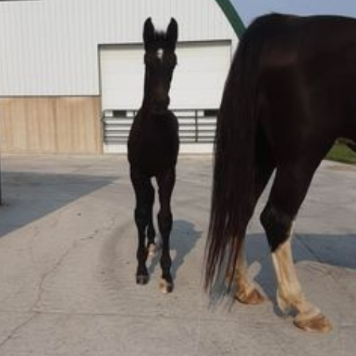 Jumper foals for sale in Indiana - Five Phases Farm - Tenora