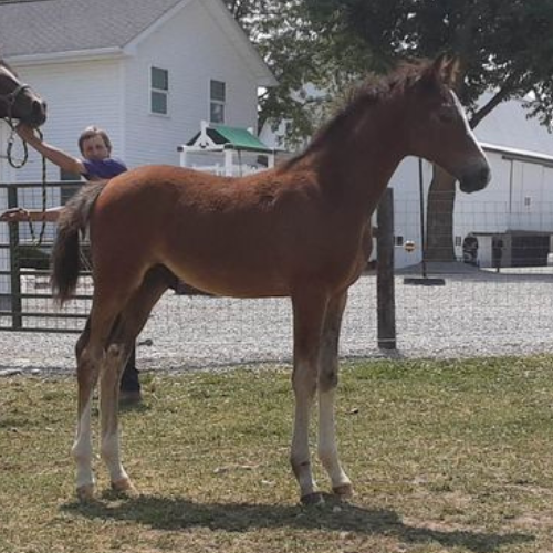 Jumpers for sale in IN - Timberlake - Five Phases Farm.