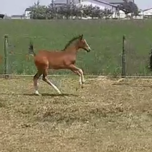 Jumpers for sale in Indiana - Timberlake - Five Phases Farm.