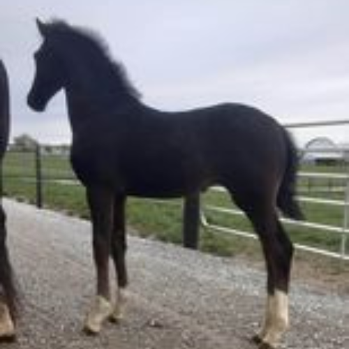 KWPN foals for sale in Indiana - Five Phases Farm - Tioline