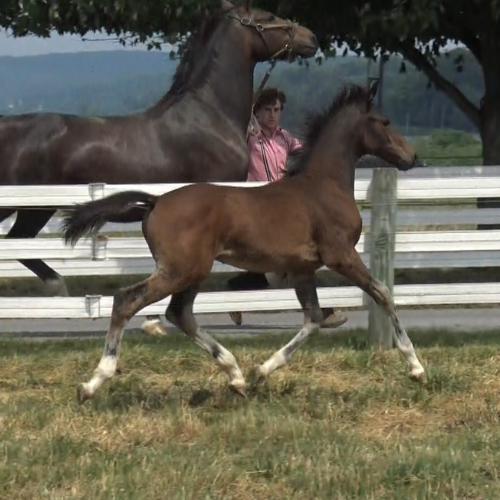 KWPN foals for sale in Pennsylvania - Five Phases Farm - Toronto