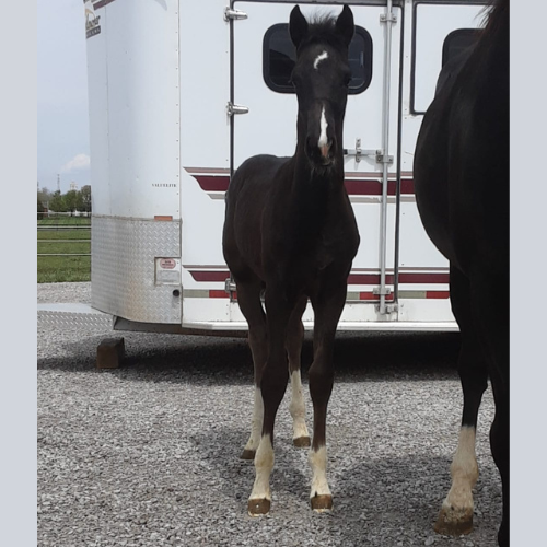 Young dressage horses for sale in Indiana - Five Phases Farm - Tioline