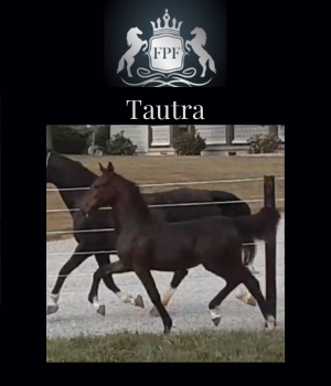 2023 KWPN Filly Tautra by Dondersteen