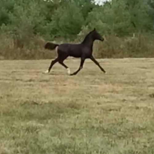 Dressage foals for sale - Five Phases Farm - Tessa
