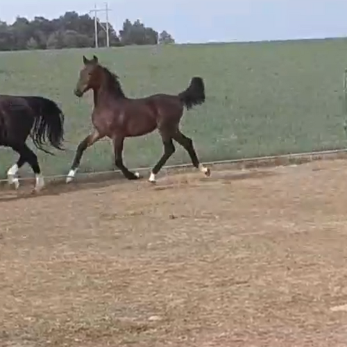 Dressage foals for sale in Indiana - Five Phases Farm - Tautra.