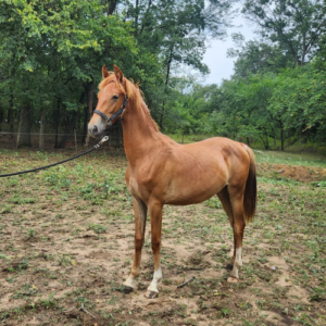 Dressage horses for sale - Five Phases Farm - Sheriah