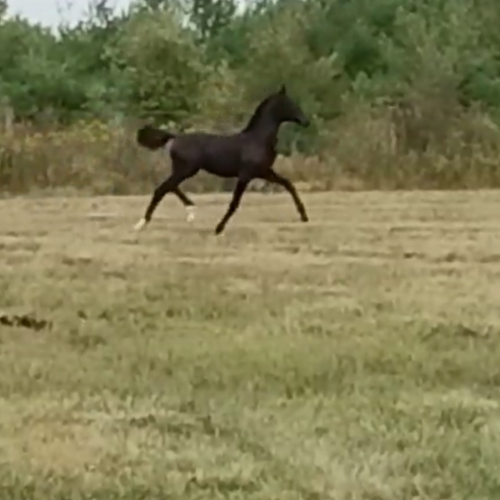 Dressage horses for sale in IN - Five Phases Farm - Tessa