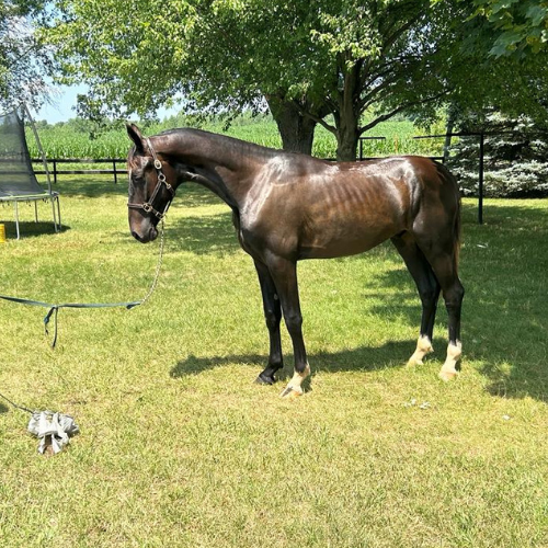 Dressage horses for sale in Indiana - Five Phases Farm - Jr's Vaander V