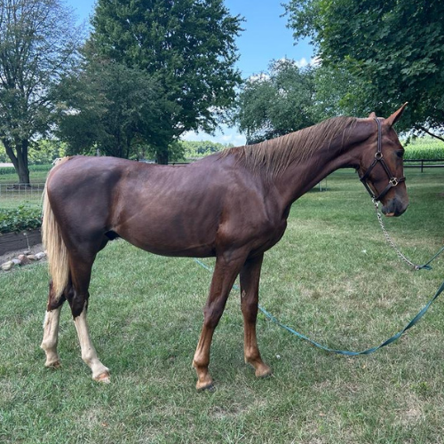 Dressage horses for sale in Indiana - Five Phases Farm - The Gentleman