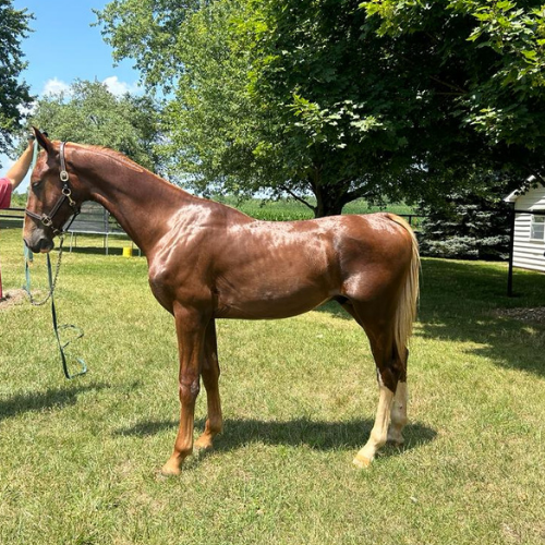Dressage horses for sale in Indiana - Five Phases Farm - The Gentlman