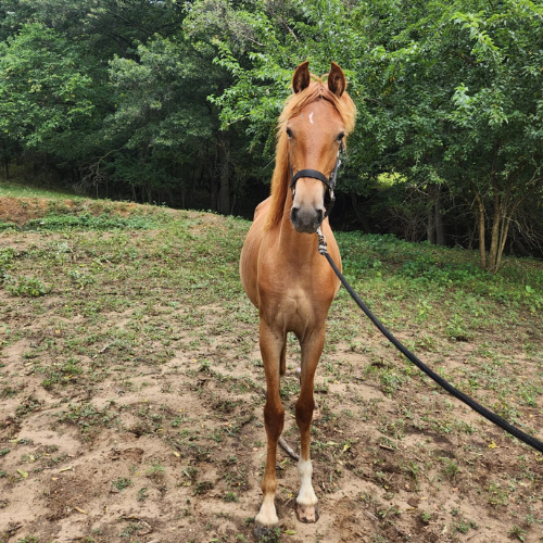 Dressage horses for sale in MO- Five Phases Farm - Sheriah