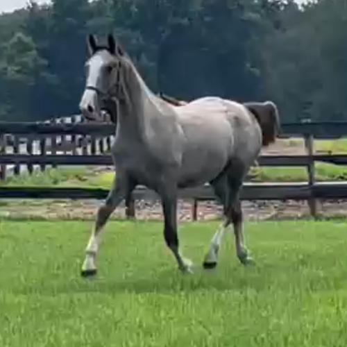 Dutch horses for sale - Five Phases Farm -Silverstar