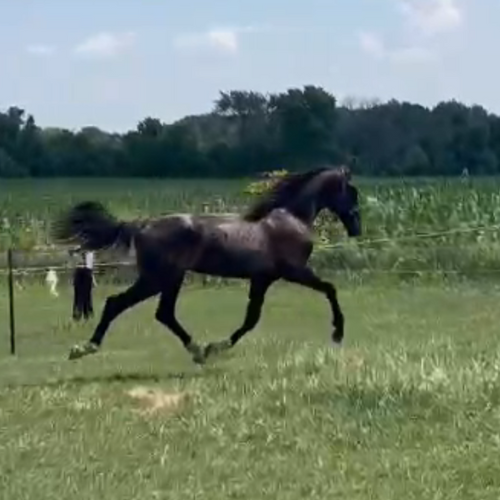 Young Dressage horses for sale in Indiana - Five Phases Farm - Jr's Vaander V