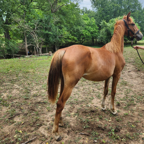 Young dressage horses for sale - Five Phases Farm - Sheriah